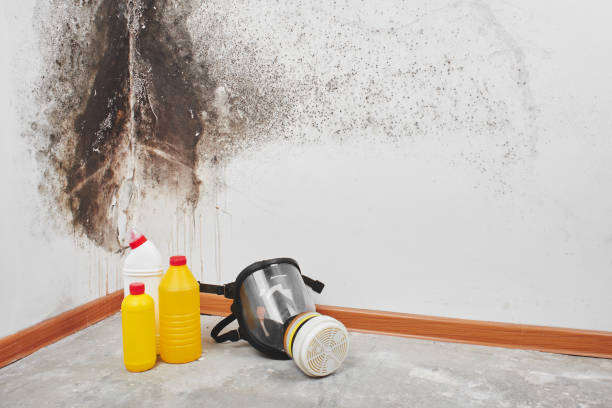 Reliable Five Corners, WA Mold Remediation Solutions