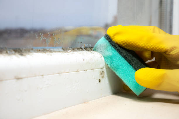 Best Commercial Mold Remediation in Five Corners, WA