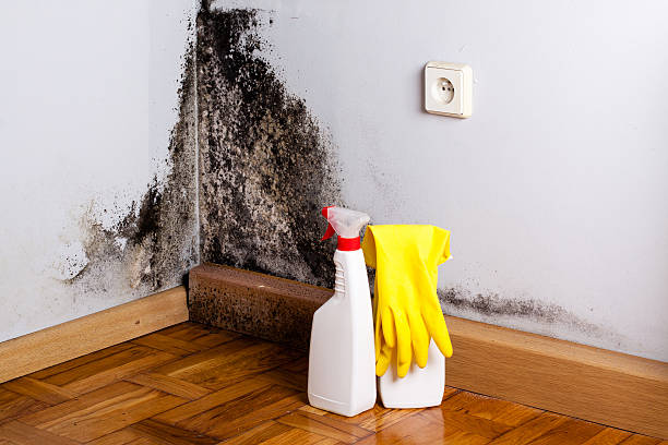 Best Residential Mold Remediation in Five Corners, WA